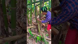 Check Out This Animal Hiding In Bamboo Leaves