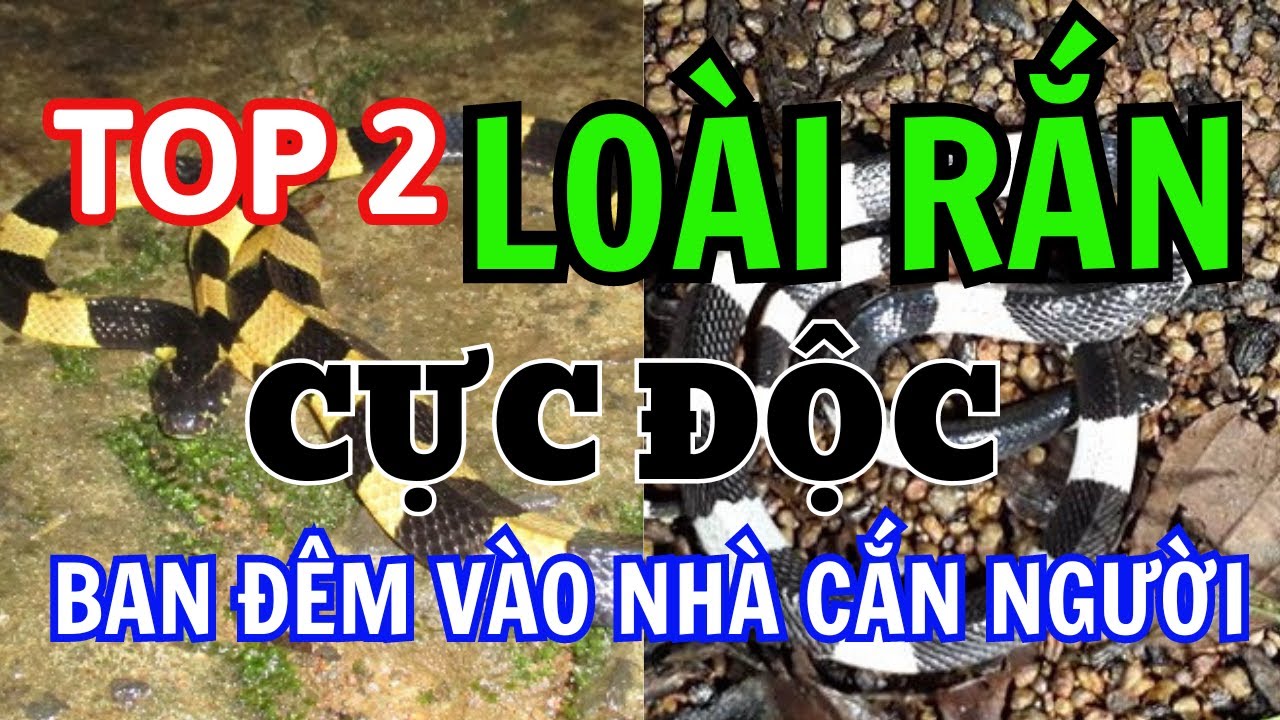 Top 2 Loài Rắn Cực Độc Ban Đêm Ưu Vào Nhà Cắn Người Biện Pháp Phòng