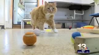 Evacuated animals fill Bitterroot Valley shelters; volunteers pour in