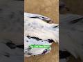 Watch My Top Class Aseel Rooster | White Jawa🐓#shorts #rooster #viral #birds