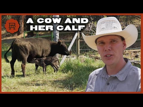 Watch How the Herd Reacts to a New Wagyu Calf on Browsey Acres Oregon