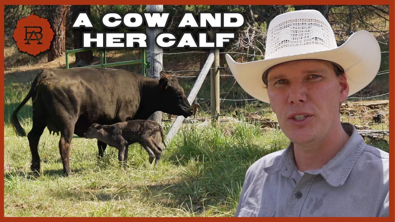 Watch How the Herd Reacts to a New Wagyu Calf on Browsey Acres Oregon