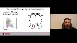 Dr. Slava Epelman: Immune mechanisms in heart failure