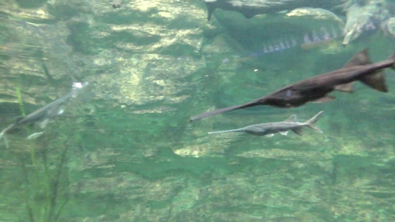 Swordfish at the Aquarium YouTube