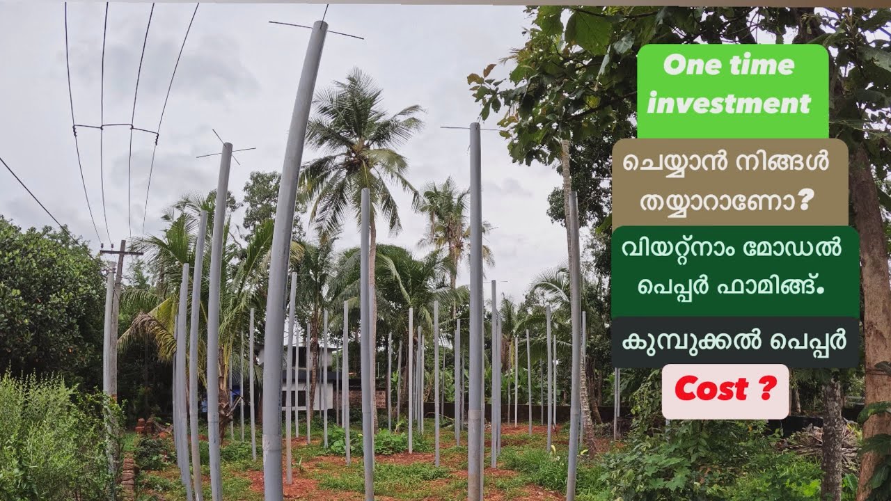 Vietnam model pepper farming |￼ kumbukkal pepper | 