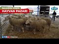 Balıkesir Gönen Hayvan Pazarı