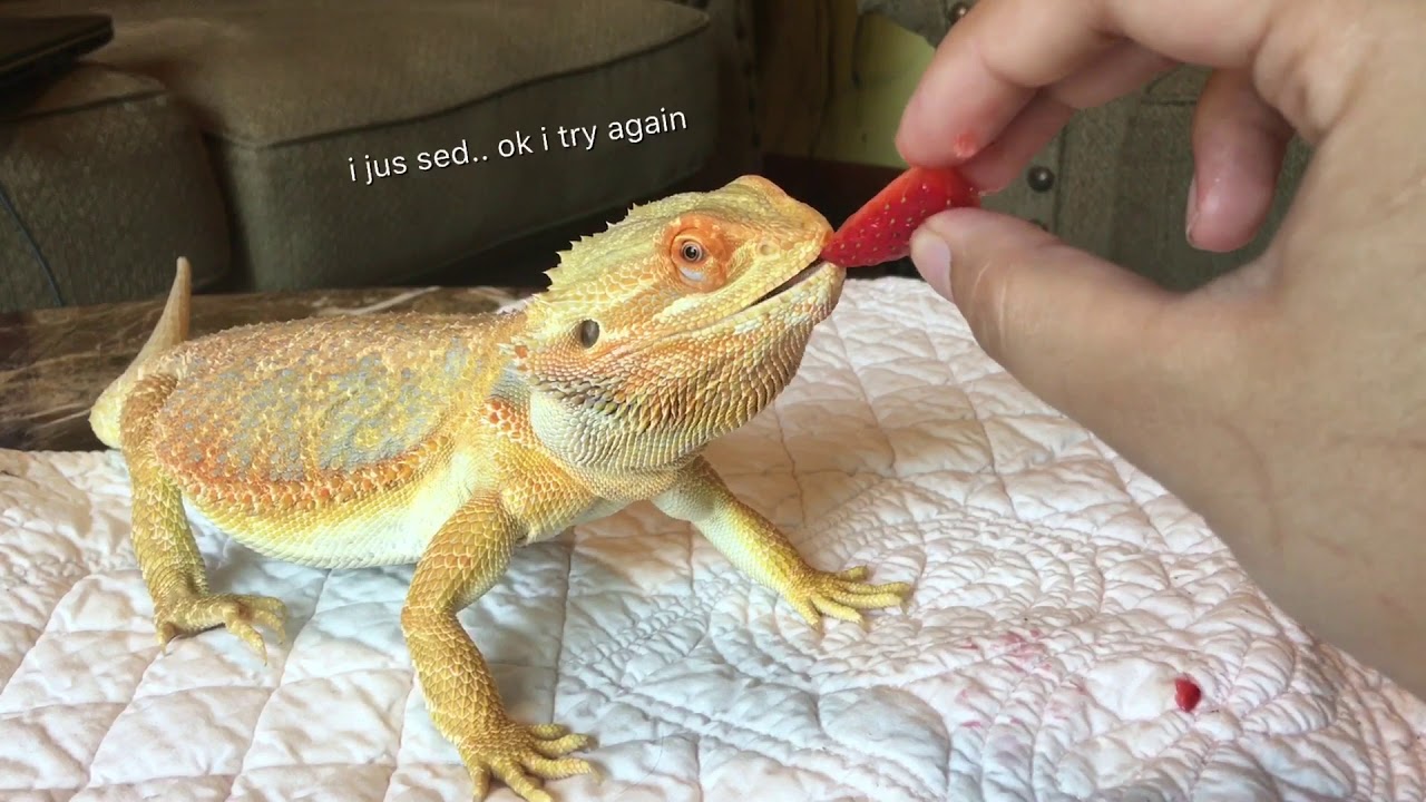 MY BEARDED DRAGON TASTE TESTING DIFFERENT FOODS 1 YouTube