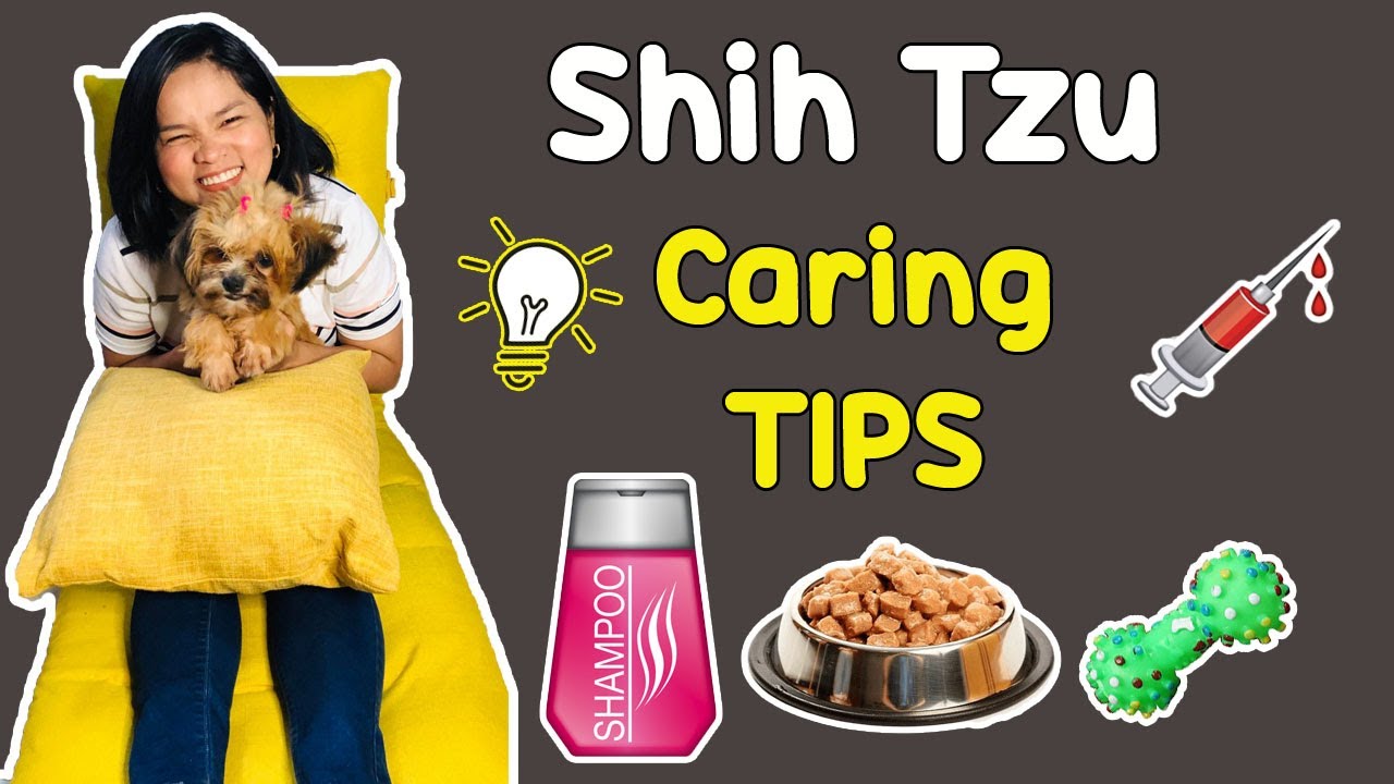 IMPORTANTENG MALAMAN MO ABOUT SHIH TZU | ILAN LAHAT NG VACCINE