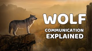 Wolf Communication: Howling, Body Language, and Beyond | Pet Adventure TV