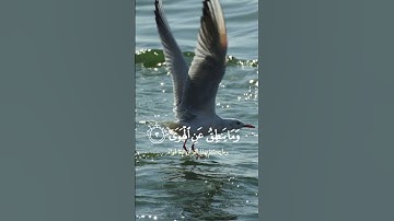 والنجم إذا هوى #اكسبلور #المصحف #دويتو #الرحمن #تلاوة_خاشعة
