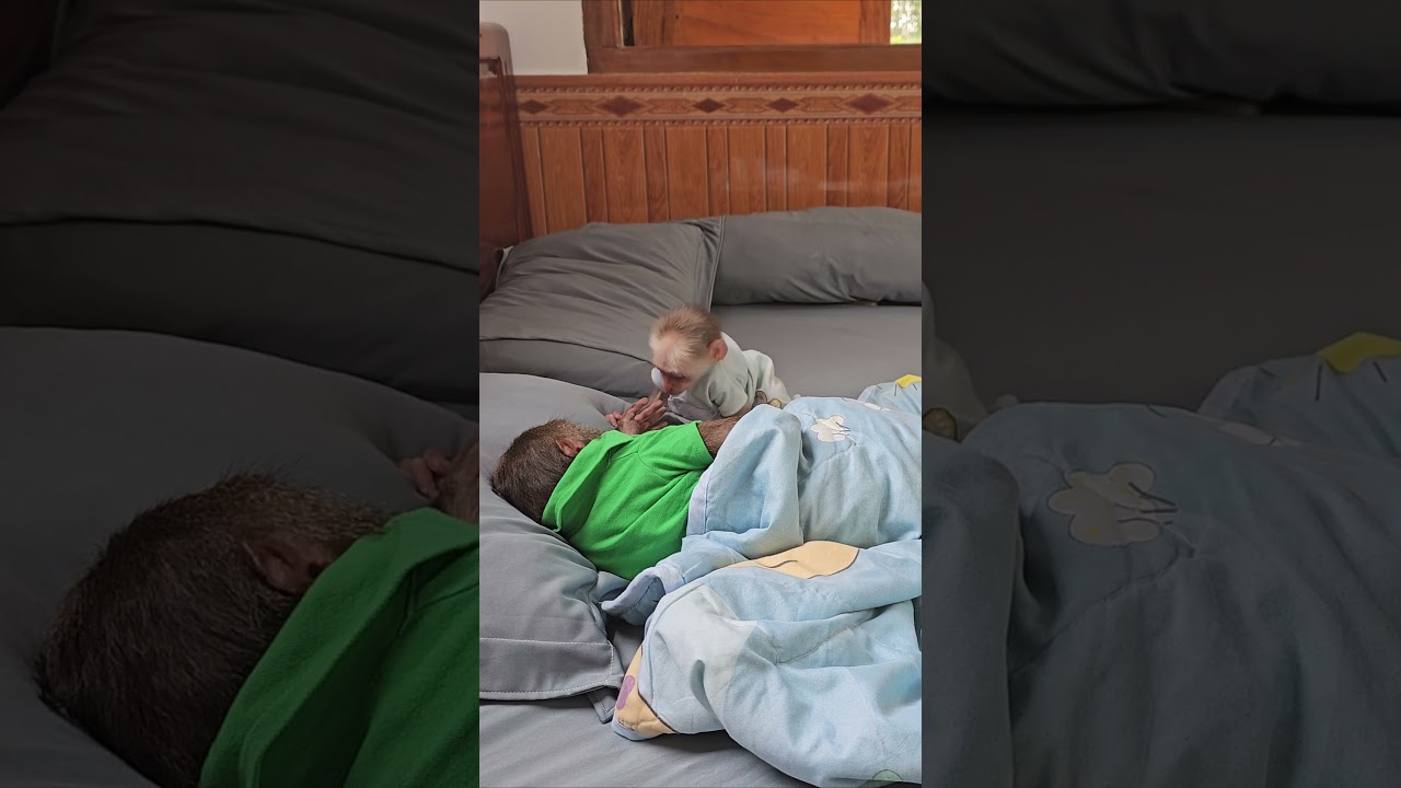 Su disrupts Kuku's sleep 