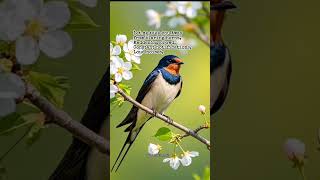Take a pause #worldwithmaria #birdsong #birdsounds #birdchirping #birdwatching #birdwatcher