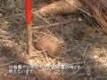 対人地雷除去　安全な村づくりプロジェクト（アンゴラ編）