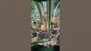 Mustahil Berbuah Durian #shorts #buah #panen #durian
