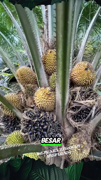 Impossible to Bear Durian Fruit #shorts #fruit #harvest #durian