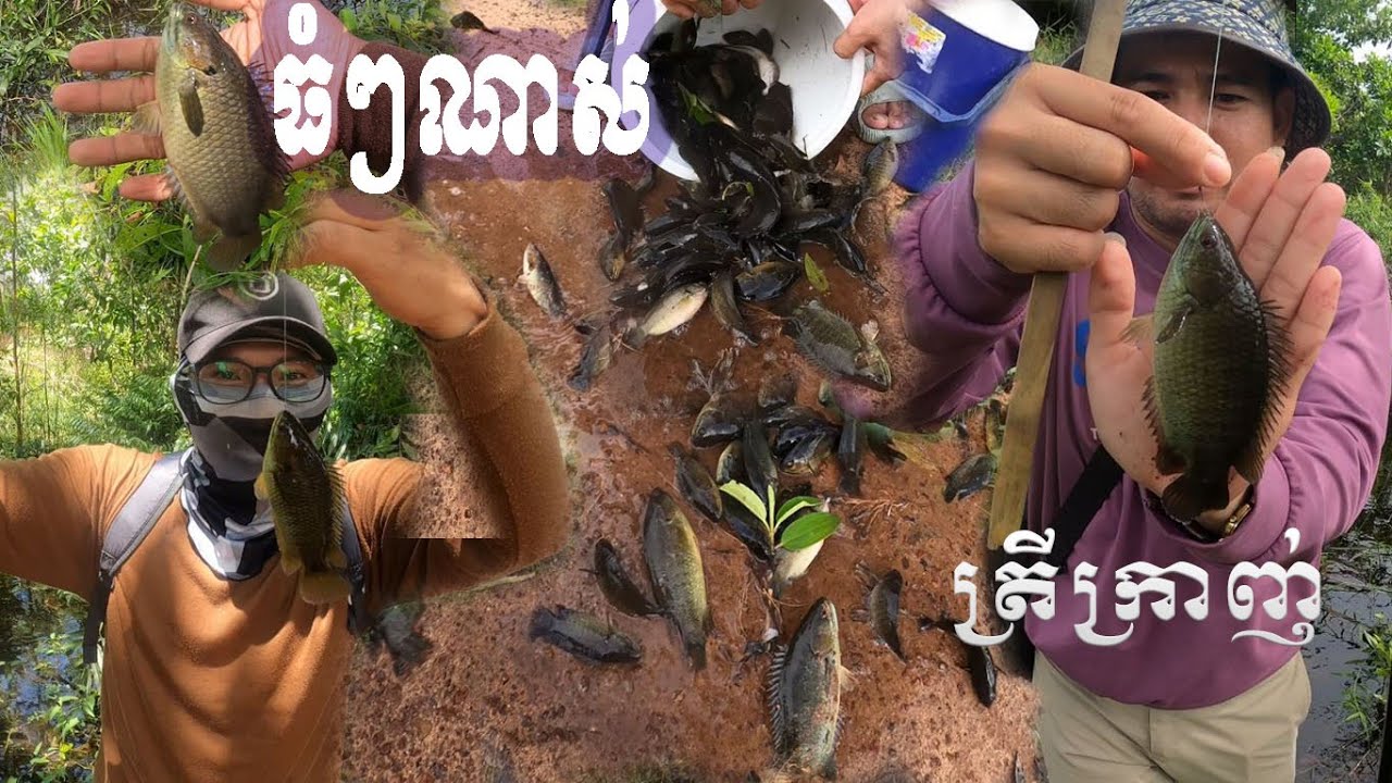 ជាតិទៀតហើយត្រីក្រាញ់សុទ្ឋតែធំៗ #kanpisith