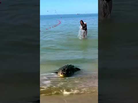 Крокодил на пляже в Анапе 🤣🤣🤔🐊. Не кусается, веган👀