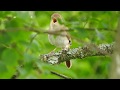 さえずるナイチンゲール（サヨナキドリ）Common Nightingale singing　2016 0604
