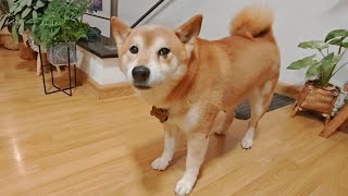 I had to raise my voice at Shiro!