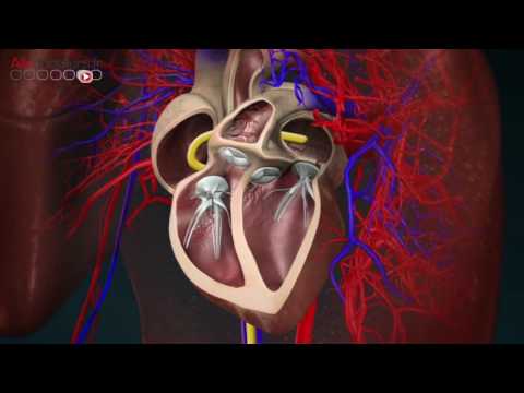 Vidéo: Problèmes De Battement Cardiaque (fibrillation Et Flutter) Chez Les Chats