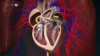 [Avec Allodocteurs] Traiter l'arythmie cardiaque grâce à la modélisation 3D thumbnail