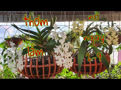 Video Lan quế tháng 8 nở đón tết độc lập, bạch nhạn tháng 8,... - youtube