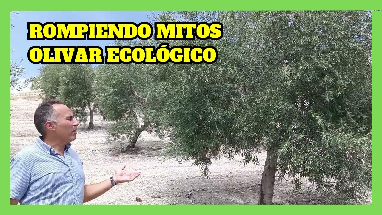🟩 Rompiendo Mitos del Olivar Ecológico.