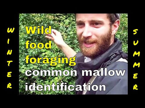 Video: Mallow (herb) - Useful Properties And Use Of Mallow. Mallow, Forest, Musky, Curly, Stocky