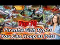 Top 10 piranha fish types you can keep as pets