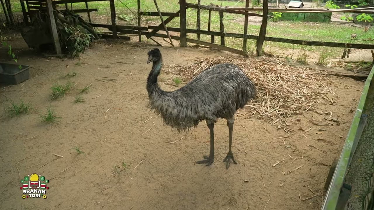 Jethu: "Helpt u de dierentuin...we hebben het heel hard nodig."