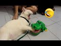 面白い猫と犬が、涙が出るまで笑わせてくれるよ！😂