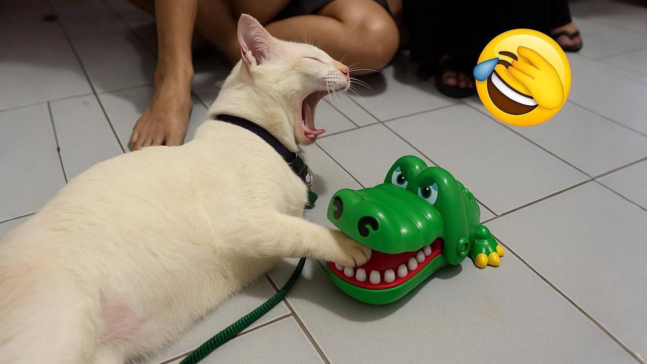 Смешные кошки и собаки рассмешат тебя до слёз! 😂