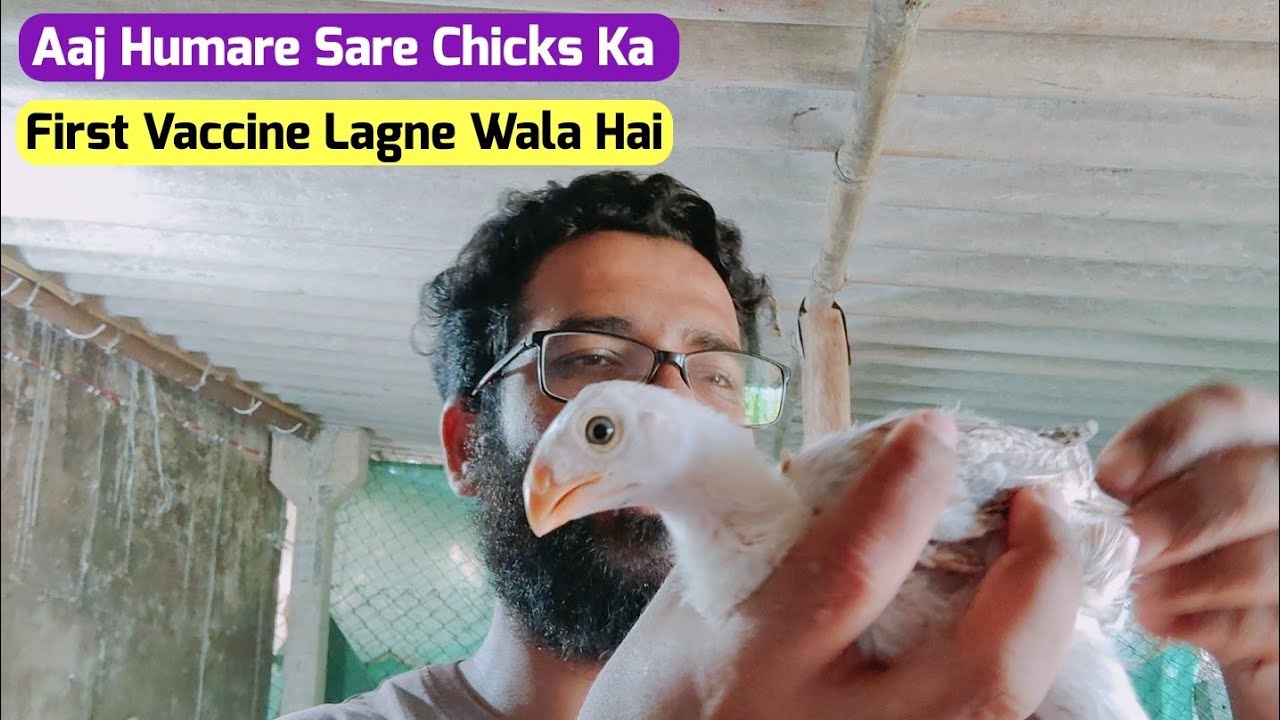 First Vaccination Of Indian Aseel Breeders Home Grown Chicks