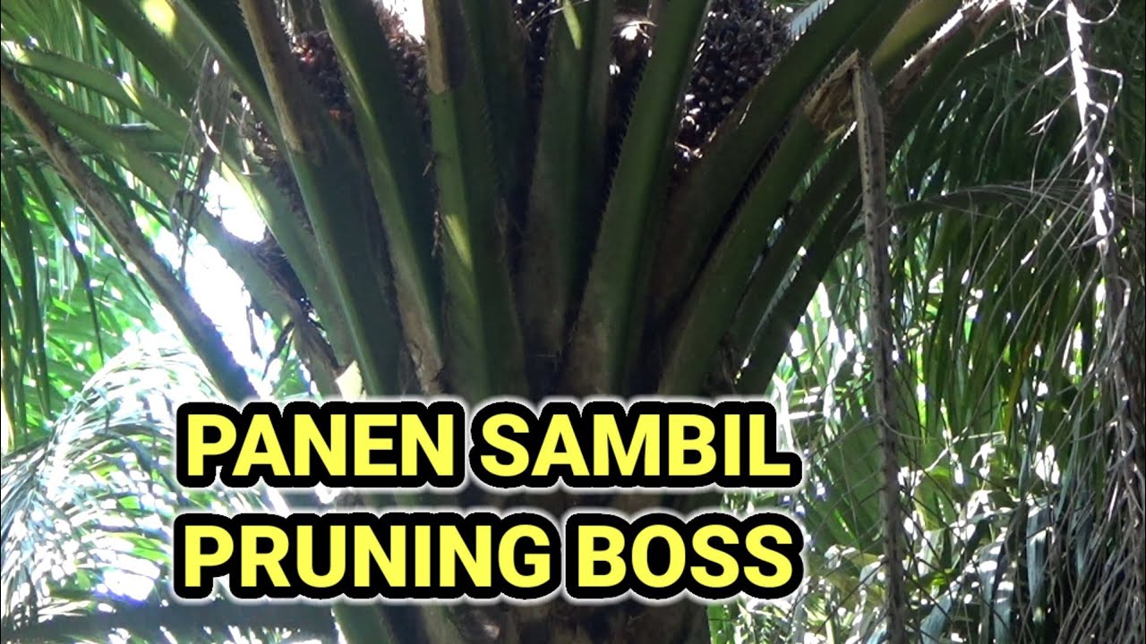 Panen sambil pruning boss !! panen sawit pokok rendah !?!