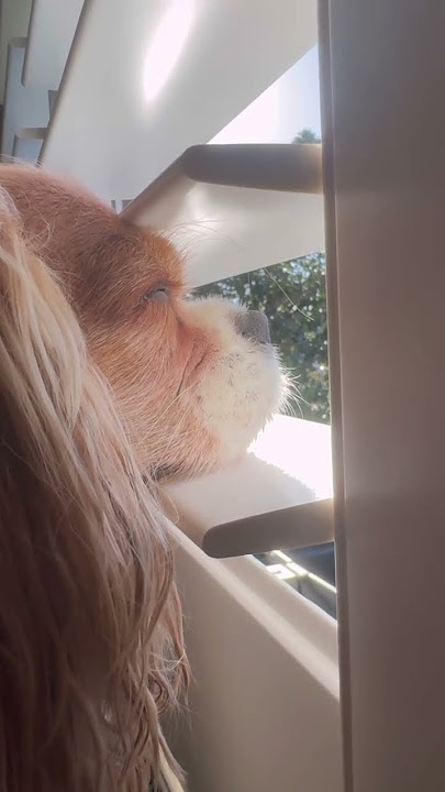 Take a moment to relax with me! #puppy #dog #cavalier #pets #relaxing #trending #puppylove