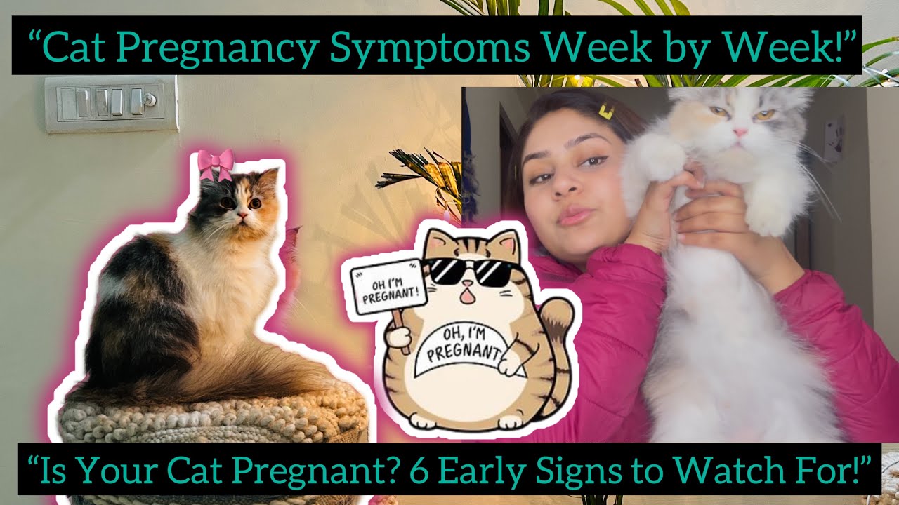how-to-tell-if-your-cat-is-pregnant-signs-symptoms-pregnant-cat