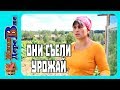 Преждевременный сбор урожая! Что пошло не так? ЖИЗНЬ В ДЕРЕВНЕ