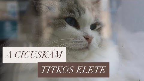 Ez nem csak egy kávézó, ez egy életérzés – Cicuskám Cat Café