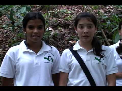 Adaptations: Panama's Harpy Eagle - a Bilingual Pr...