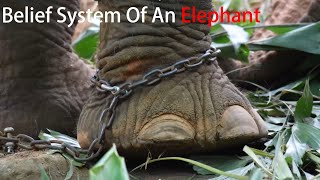 Belief System Of An Elephant Or Belief System Motivational Video