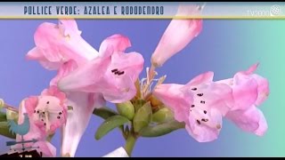 Pollice verde: azalea e rododendro