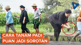 Aksi Puan Maharani Tanam Padi Jalan Maju Tuai Kritik Warganet