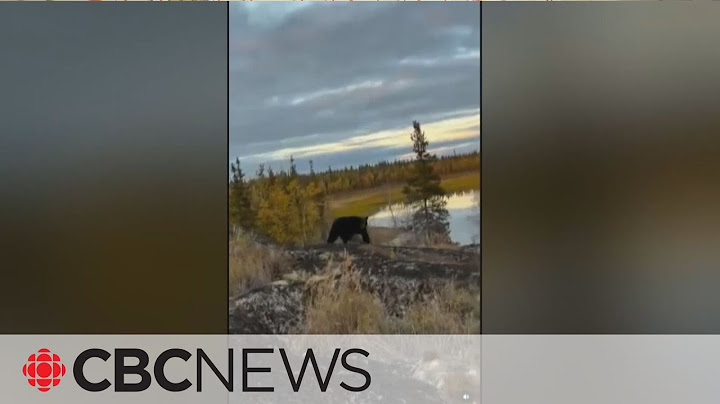 Watch this N.W.T. man's close encounter with a black bear
