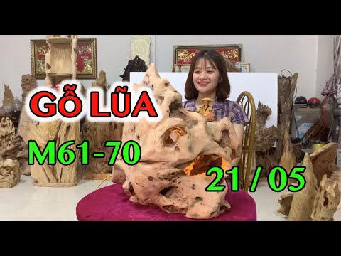 GỖ LŨA - 0982289206 - VŨ THỊ XINH (21.05.21) | Foci