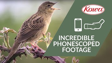 Incredible Kowa and iPhone Digiscoped Footage