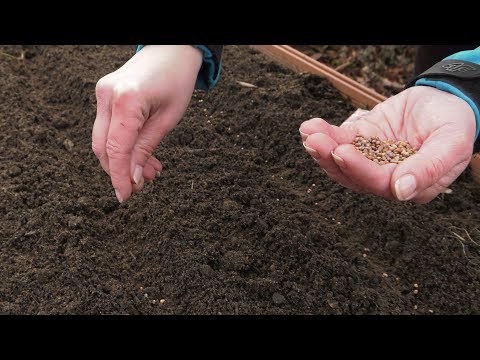 Wideo: Co Za Ogród Warzywny Bez Zimowej Rzodkiewki