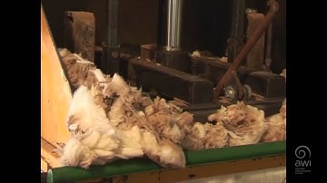 AWI Wool Handling - Getting a Start - Point of View - Evan Frankham