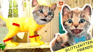 Little Kitten Preschool Adventure Educational Games -Play Fun Cute Kitten Care Learning Game #1032
