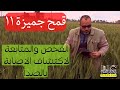 قمح جميزة ١١