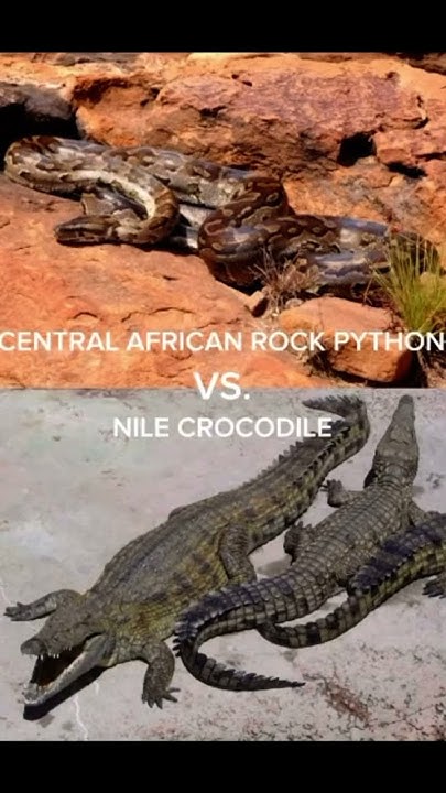 Central African rock python vs. Nile crocodile - YouTube